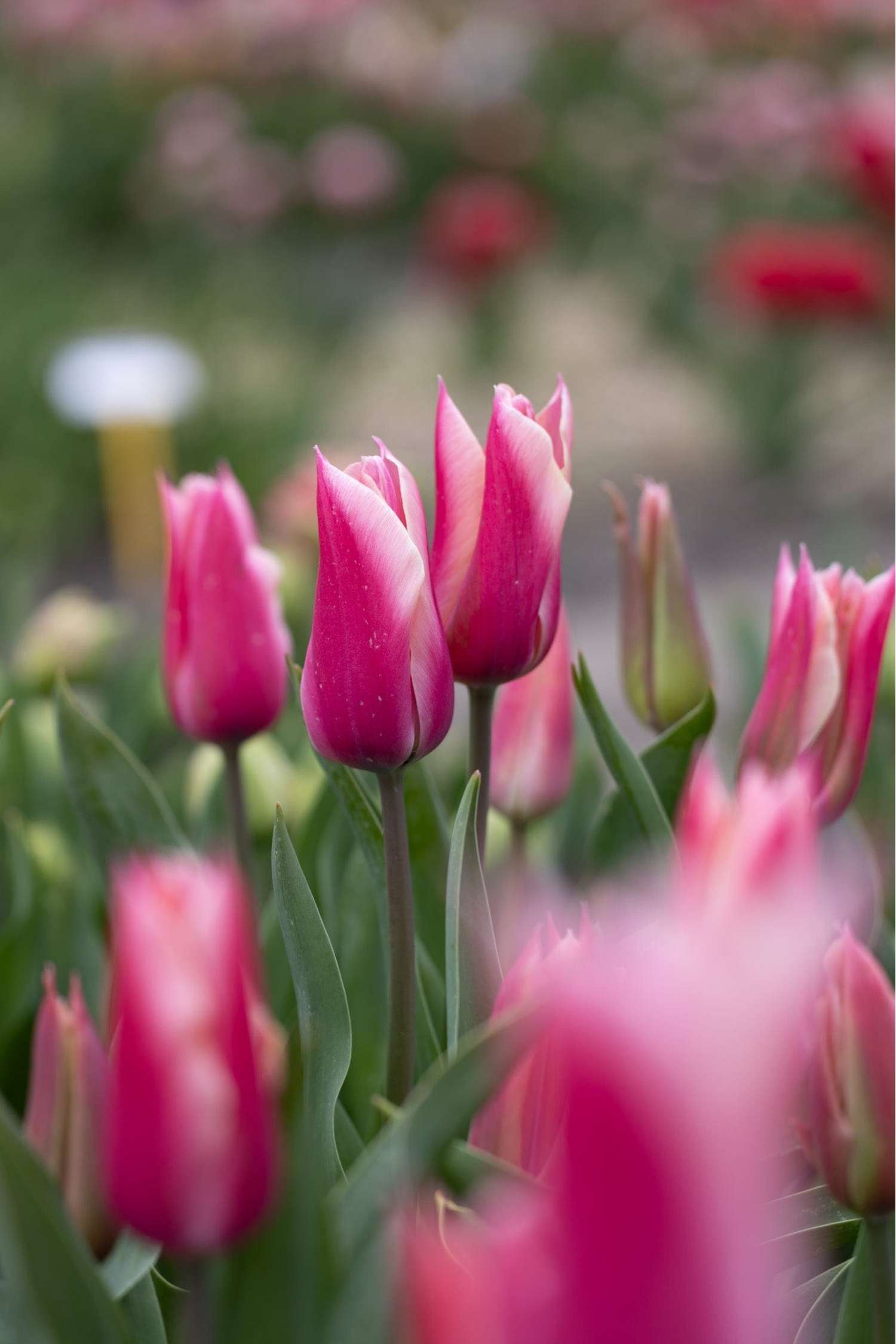 Tulppaani 'Sanne'